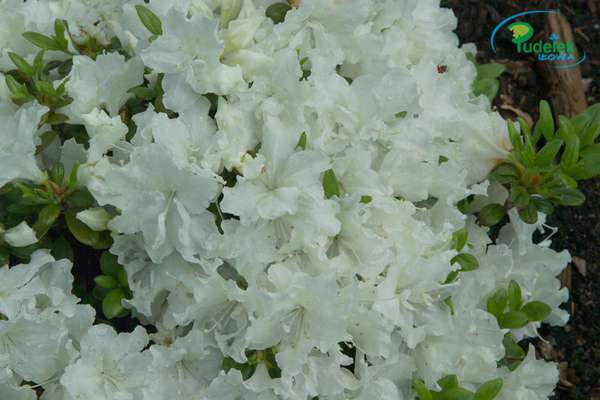 Azalia japońska Feenkissen